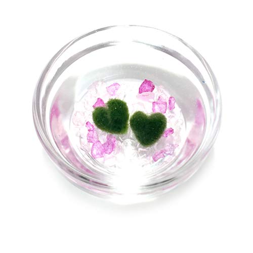 Uređenje Interijera Montažnih Kućica s Marimo Lopticama Uređenje Interijera Montažnih Kućica s Marimo Lopticama